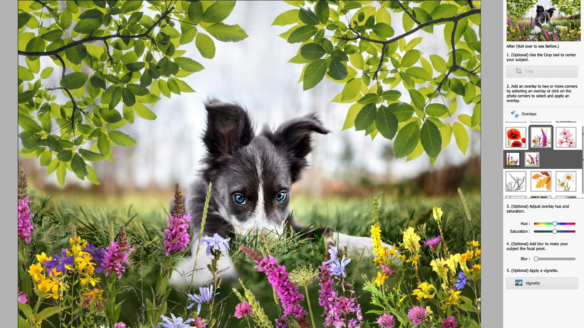 Adobe Photoshop Elements